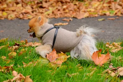 DSC_0581 (Large).JPG